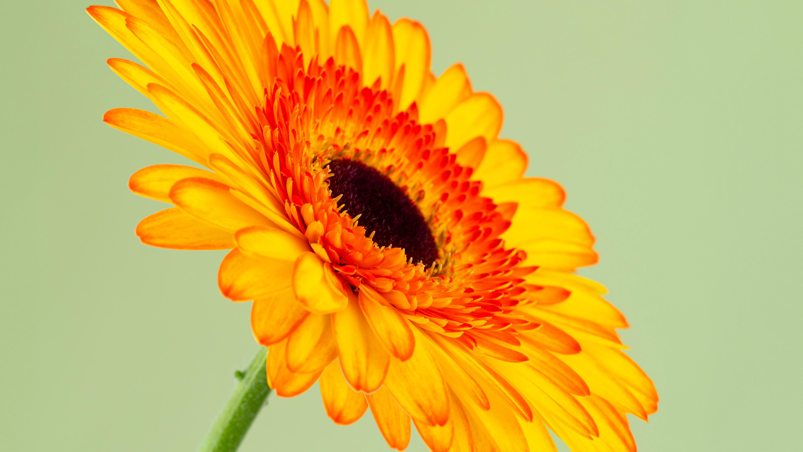 bi-colour gerbera