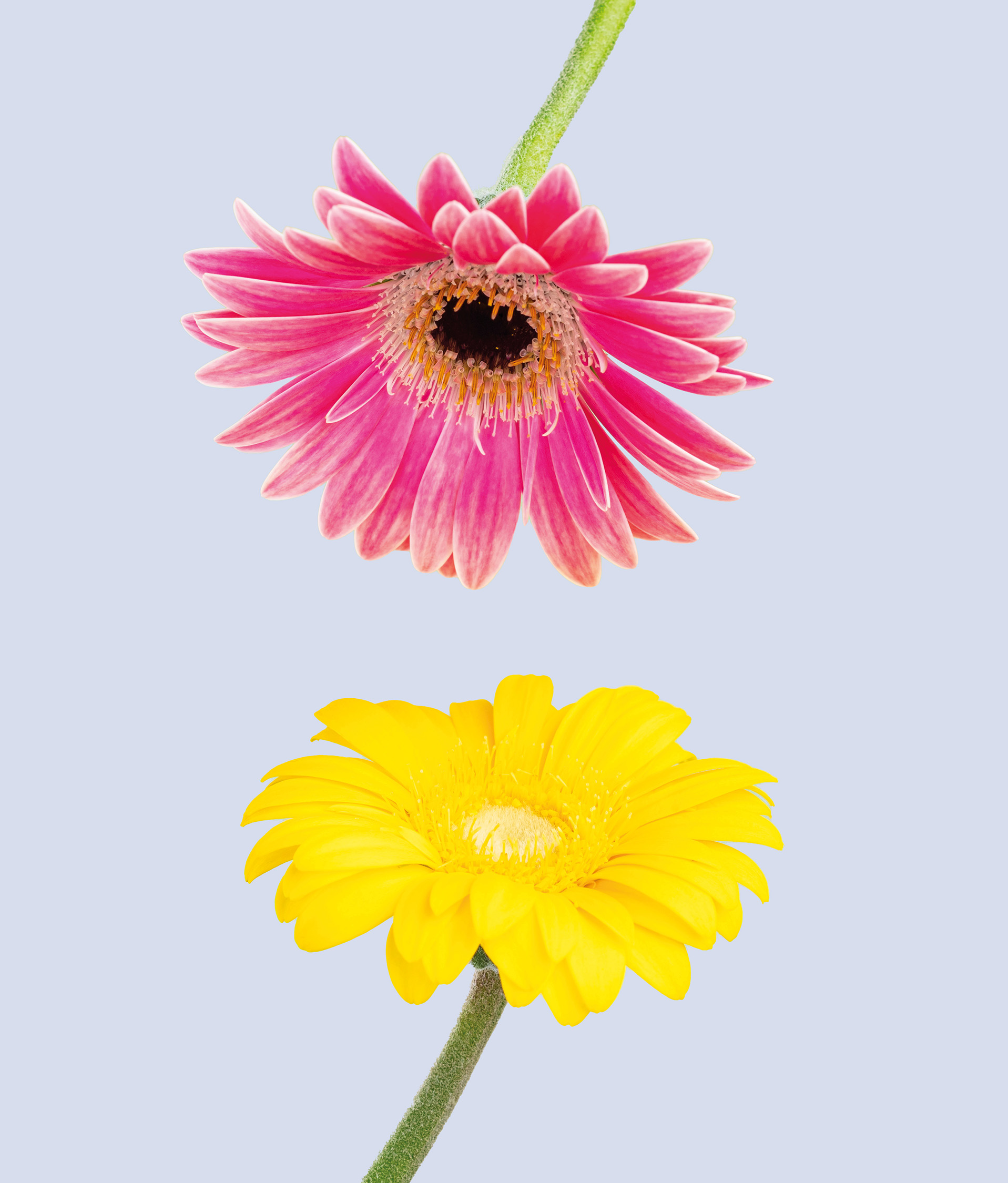 duo gerbera