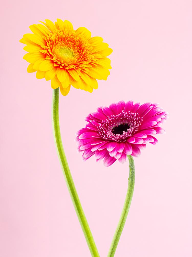 Coloured by Gerbera najaarscampagne